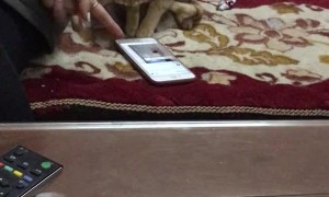 Cute Cat Plays on Smartphone