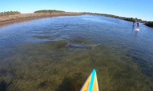 Dolphin Swims Into Stand-Up Paddleboarder