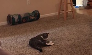 Cute Feline Loves Playing Fetch