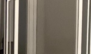 Bullmastiff Stopped By Baby Gate