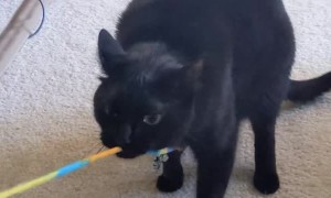 Cat Plays Tug of War