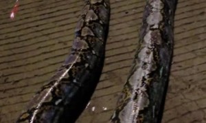 Python Rescued from Narrow Storm Drain