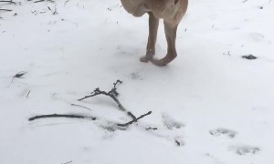 Two Legged Dog Takes a Stroll Through the Snow