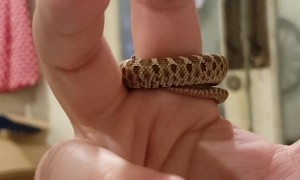 Happy Hognose Slithers Around Finger