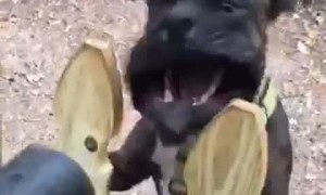 Intense Battle between Blower and Boxer