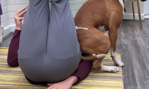 Adorable Boxer Shows Support in Strange Way