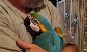 Man Gives His Macaws Goodnight Hugs and Kisses
