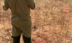 Herd of African Elephants Love Feeding Time