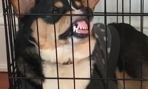 Corgi Rests Nose Against Crate