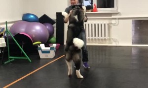 Sweet Dog Learns Dance Steps