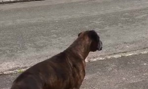 Dog Enjoys Her Daily Ice Cream Delivery