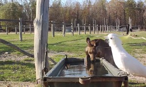 Thirsty Animals Drink Together During Drought