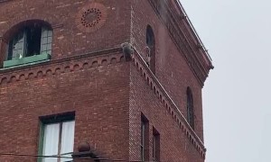 Raccoon Scales Wall in Winter Storm