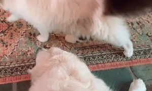 Cat Snuggles with Dog Sister