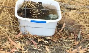 Echidna Keeps Clean in Canberra