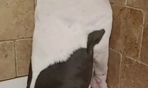 Doggo Doesn't Want to Take a Bath