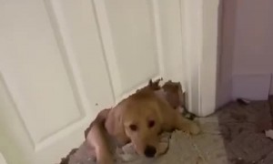 Guilty Golden Retriever chews gigantic hole in the door