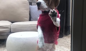 Dog Doesn't Like Being Sent Outside