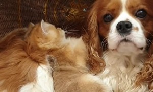 Super Friendly Dog Loves Kitties and Kids