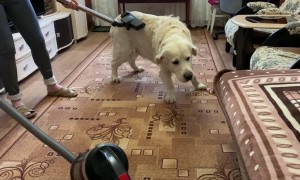 Golden Retriever Loves Getting Groomed