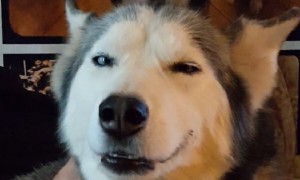 This adorable husky doesn't want to stop smiling