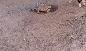 Tortoise and Corgi Playing Tag