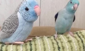 Toy Has Bird Going Bonkers