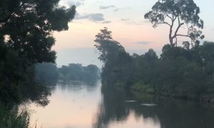 Thirsty Fruit Bats Dive for a Drink