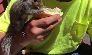 Squirrel Shares a Sandwich
