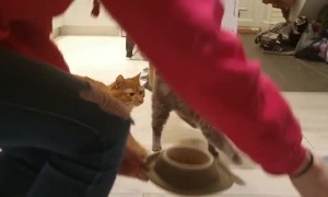 Cats Marching in Time for Meal