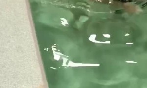 Elderly Dog Rediscovers Her Hind Legs in Hydrotherapy Pool