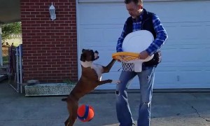 Boxer Loves to Play Basketball