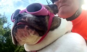 Doggo Enjoys First Ride of the Season