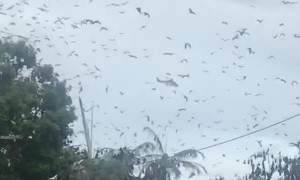 Rescue Chopper Failed to Land Due to Swarm of Bats