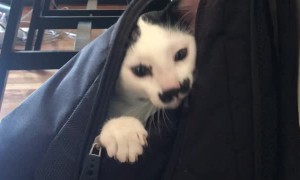 The Cat's in the Bag