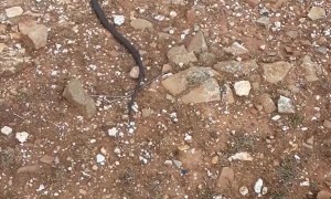 Two Aussie Reptiles for the Price of One