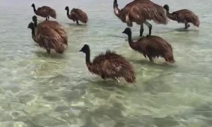 Emu Family Goes for a Swim at Monkey Mia