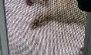 Snow Loving Dog Lays Down for a Lick