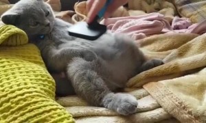 Kitty Has Human Well Trained