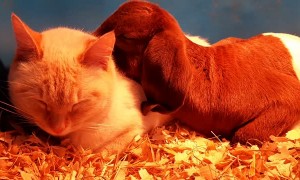 The Most Adorable Baby Goat and Farm Cat Snuggle