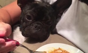 Doggo Doesn't Like His New Diet