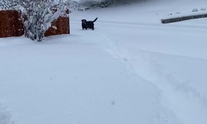 Doggo Dashes through the Snow
