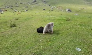 Dog and Bear Playing Together