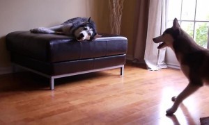 These loud talking Huskies argue just like human siblings would
