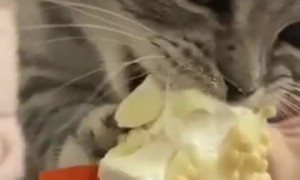 Cute Cat Consumes Ice Cream