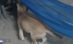Cute Puppy Climbs into Hammock to Rest