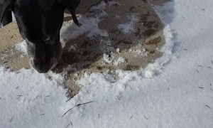 Determined dog is a snow removal expert, although it can take a while!