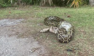 Florida Python Regurgitates a Wading Bird