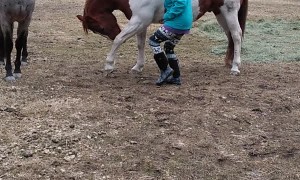 Clever Horse Can Bow for Treats