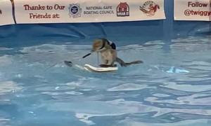 Twiggy, The Water Skiing Squirrel, Shows Off At the 2020 Toronto Boat Show
